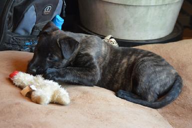 Dutch Shepherd puppies for sale at Cher Car Kennels
