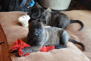 Dutch Shepherd puppies for sale at Cher Car Kennels