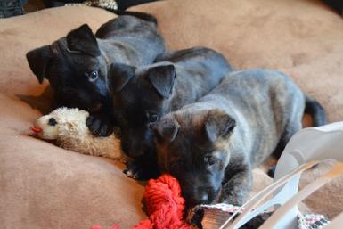 Dutch Shepherd puppies for sale at Cher Car Kennels