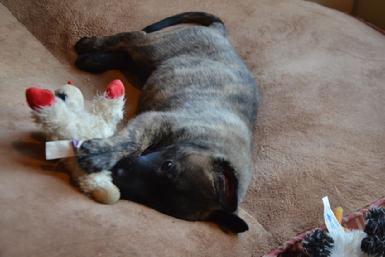 Dutch Shepherd puppies for sale at Cher Car Kennels