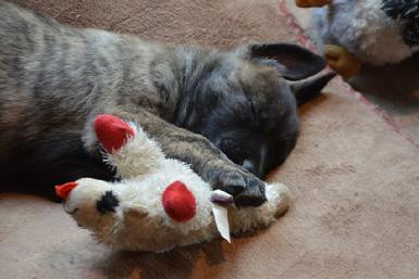 Dutch Shepherd puppies for sale at Cher Car Kennels
