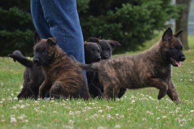 Dutch Shepherd puppies for sale at Cher Car Kennels