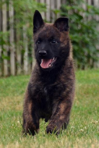Dutch Shepherd puppies for sale at Cher Car Kennels