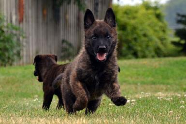 Dutch Shepherd puppies for sale at Cher Car Kennels