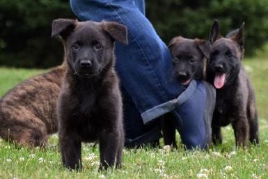 Dutch Shepherd puppies for sale at Cher Car Kennels