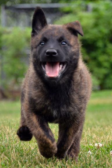 Dutch Shepherd puppies for sale at Cher Car Kennels