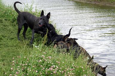 Dutch Shepherd puppies for sale at Cher Car Kennels