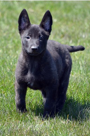 Dutch Shepherd puppies for sale at Cher Car Kennels