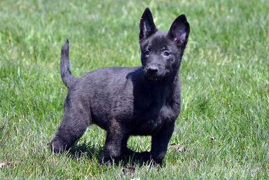 Dutch Shepherd puppies for sale at Cher Car Kennels