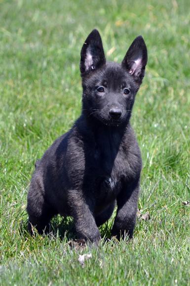 Dutch Shepherd puppies for sale at Cher Car Kennels