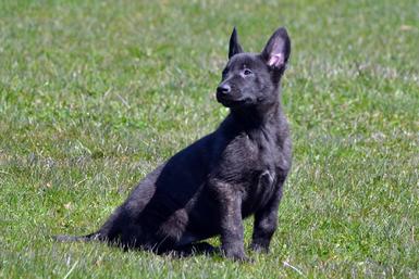 Dutch Shepherd puppies for sale at Cher Car Kennels