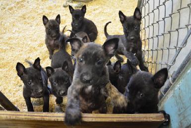 Dutch Shepherd puppies for sale at Cher Car Kennels