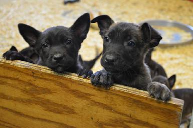 Dutch Shepherd puppies for sale at Cher Car Kennels