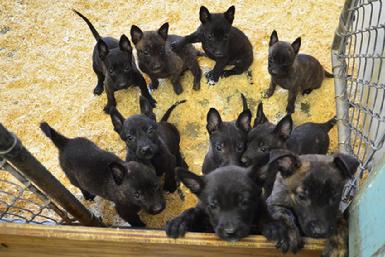 Dutch Shepherd puppies for sale at Cher Car Kennels