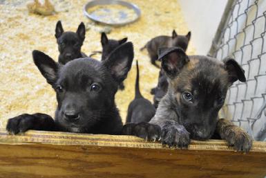 Dutch Shepherd puppies for sale at Cher Car Kennels