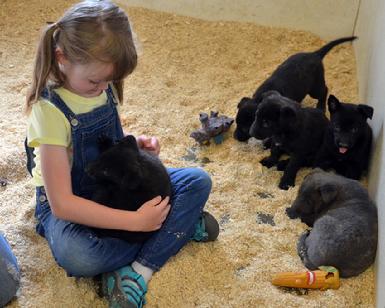 Dutch Shepherd puppies for sale at Cher Car Kennels