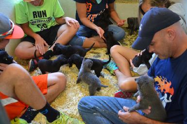 Dutch Shepherd puppies for sale at Cher Car Kennels
