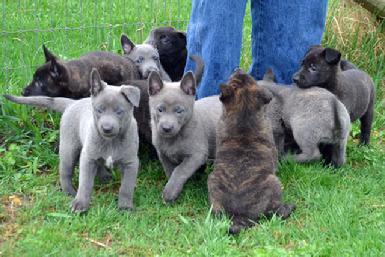 Dutch Shepherd puppies for sale at Cher Car Kennels