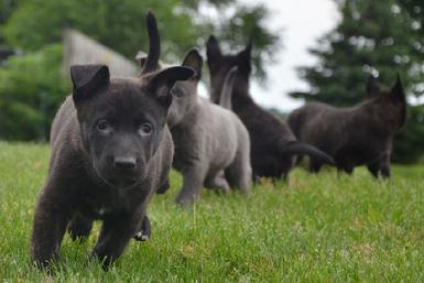 Dutch Shepherd puppies for sale at Cher Car Kennels