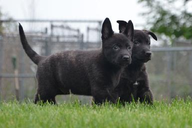 Dutch Shepherd puppies for sale at Cher Car Kennels