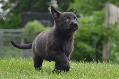 Dutch Shepherd puppies for sale at Cher Car Kennels