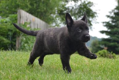 Dutch Shepherd puppies for sale at Cher Car Kennels