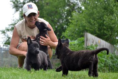 Dutch Shepherd puppies for sale at Cher Car Kennels