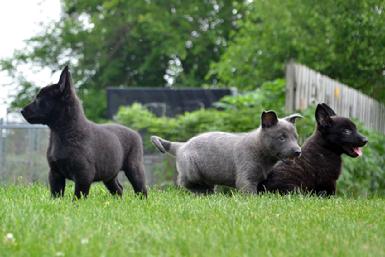 Dutch Shepherd puppies for sale at Cher Car Kennels