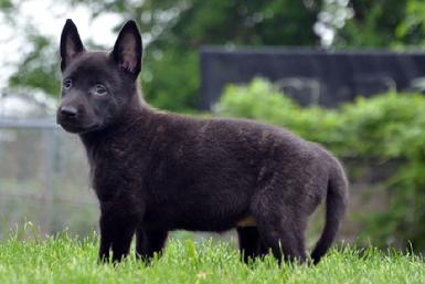 Dutch Shepherd puppies for sale at Cher Car Kennels