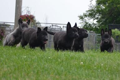 Dutch Shepherd puppies for sale at Cher Car Kennels