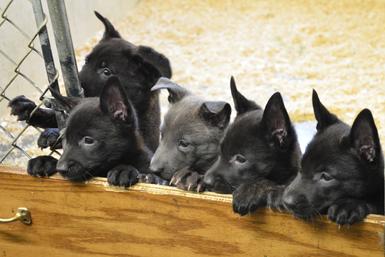 Dutch Shepherd puppies for sale at Cher Car Kennels