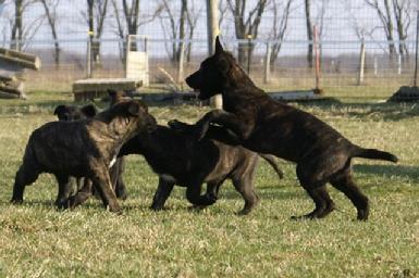 Dutch Shepherd puppies st Cher Car Kennels
