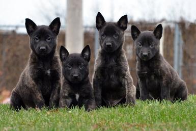 Dutch Shepherd puppies for sale at Cher Car Kennels