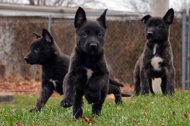 Dutch Shepherd puppies for sale at Cher Car Kennels