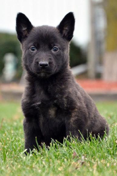 Dutch Shepherd puppies for sale at Cher Car Kennels