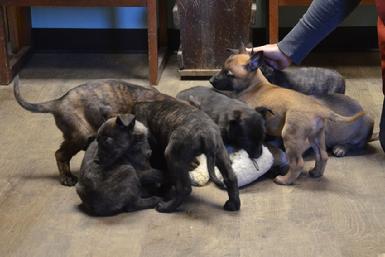 Dutch Shepherd puppies for sale at Cher Car Kennels