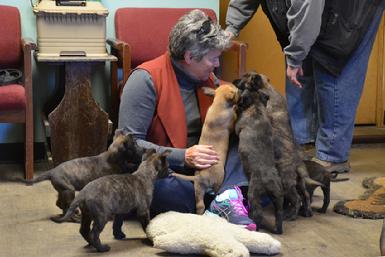 Dutch Shepherd puppies for sale at Cher Car Kennels