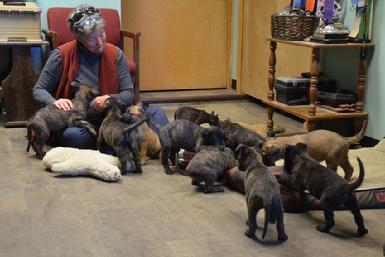 Dutch Shepherd puppies for sale at Cher Car Kennels