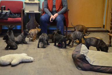Dutch Shepherd puppies for sale at Cher Car Kennels