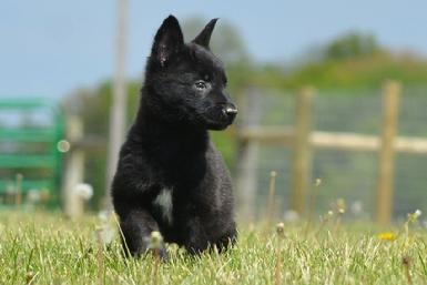 Dutch Shepherd puppies for sale at Cher Car Kennels