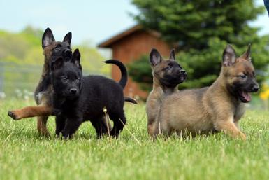 Dutch Shepherd puppies for sale at Cher Car Kennels