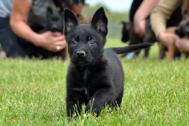 Dutch Shepherd puppies for sale at Cher Car Kennels