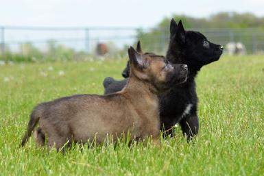 Dutch Shepherd puppies for sale at Cher Car Kennels