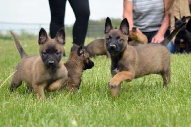 Dutch Shepherd puppies for sale at Cher Car Kennels