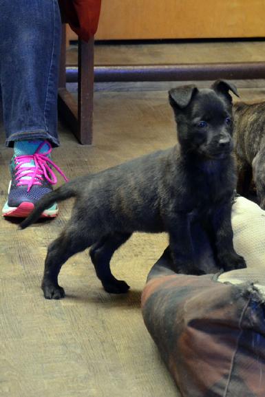 Dutch Shepherd puppies for sale at Cher Car Kennels