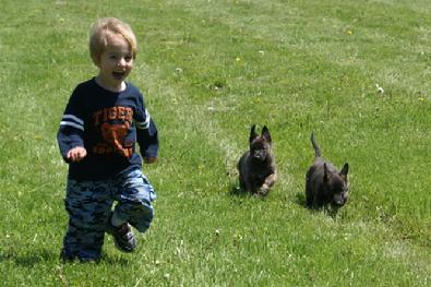 Dutch Shepherd puppies at Cher Car Kennels
