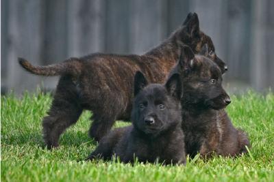 Dutch Shepherd puppies for sale at Cher Car Kennels