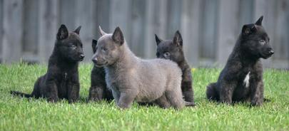 Dutch Shepherd puppies for sale at Cher Car Kennels