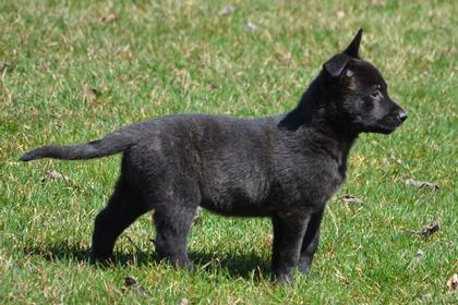 Dutch Shepherd puppies for sale at Cher Car Kennels