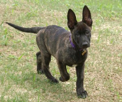 Dutch Shepherd puppies for sale at Cher Car Kennels
